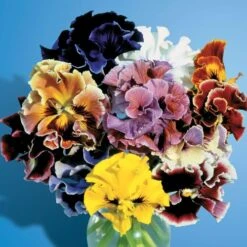 Bolero Mix Pansy Seeds