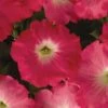 Easy Wave® Rosy Dawn Hybrid Petunia Seeds