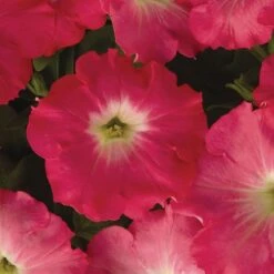 Easy Wave® Rosy Dawn Hybrid Petunia Seeds