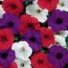 Easy Wave® The Flag Mix Petunia Seeds -Park Seed® Shop 01520