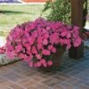 Easy Wave® Pink Petunia Seeds -Park Seed® Shop 01522 PK 100
