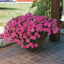 Easy Wave® Pink Petunia Seeds