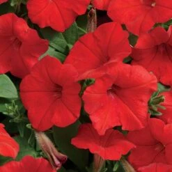 Easy Wave® Red Hybrid Petunia Seeds