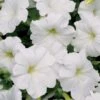 Easy Wave® White Petunia Seeds -Park Seed® Shop 01533 pk 100