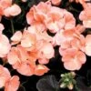 Black Velvet Salmon Hybrid Geranium Seeds