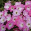 Opera Supreme Pink Morn Petunia Seeds