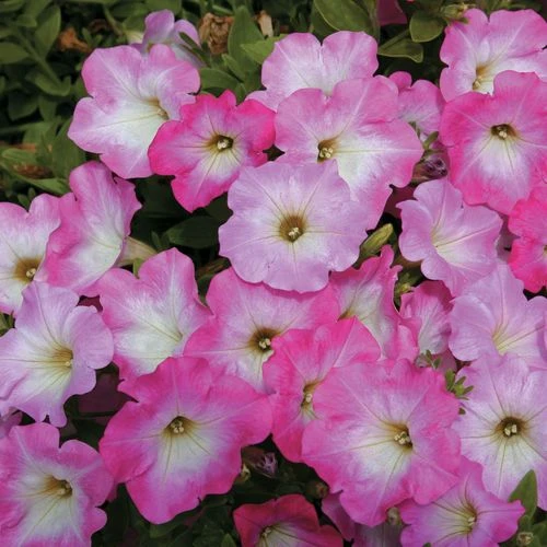 Opera Supreme Pink Morn Petunia Seeds 3 Opera Supreme Pink Morn Petunia Seeds