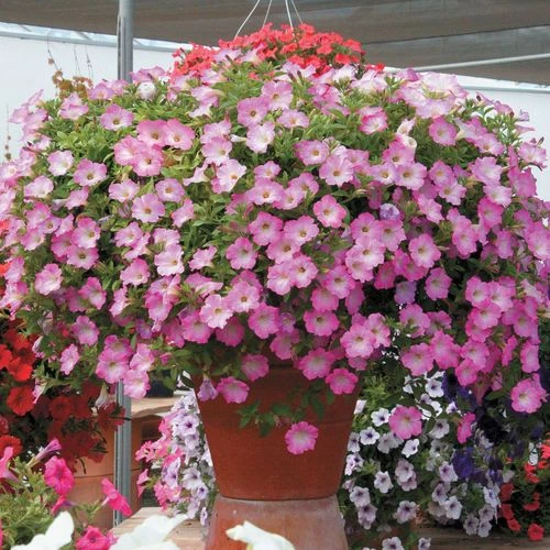 Opera Supreme Pink Morn Petunia Seeds 4 Opera Supreme Pink Morn Petunia Seeds - Image 2
