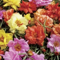 Sundial Mix Hybrid Moss Rose Seeds