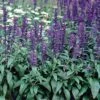 Evolution® Violet Salvia Seeds