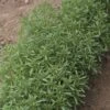 Summer Savory Seeds