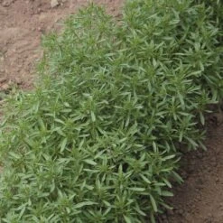 Summer Savory Seeds
