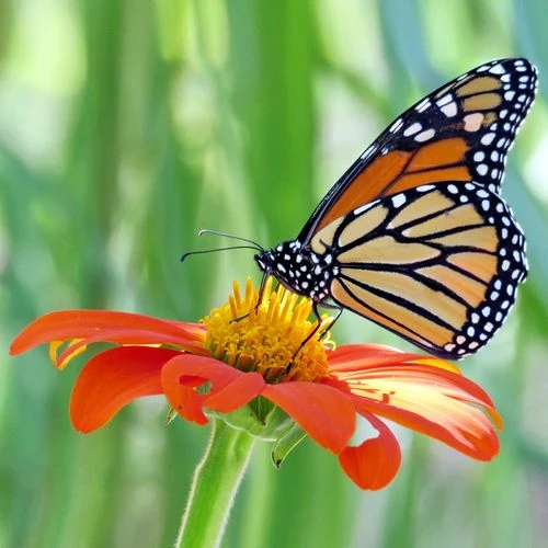 Fiesta Del Sol Mexican Sunflower Seeds 4 Fiesta Del Sol Mexican Sunflower Seeds - Image 2