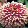 Swizzle™ Cherry And Ivory Zinnia Seeds -Park Seed® Shop 02139