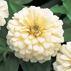 Dreamland™ Ivory Hybrid Zinnia Seeds