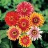 Whirligig Hybrid Zinnia Seeds 1 Whirligig Hybrid Zinnia Seeds -Park Seed® Shop 02177 pk p1