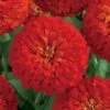 Dreamland™ Scarlet Hybrid Zinnia Seeds -Park Seed® Shop 02178 PK 250