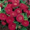 Dreamland™ Red Hybrid Zinnia Seeds 2 Dreamland™ Red Hybrid Zinnia Seeds -Park Seed® Shop 02180