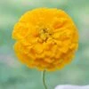 Park's Picks Yellow Zinnia Seeds -Park Seed® Shop 02190 pk p1