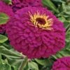Uproar™ Rose Hybrid Zinnia Seeds -Park Seed® Shop 02212