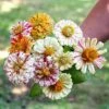 Peppermint Stick Zinnia Seeds -Park Seed® Shop 02227 pk p1