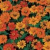 Profusion Orange Zinnia Seeds 2 Profusion Orange Zinnia Seeds -Park Seed® Shop 02302