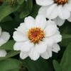 Profusion White Zinnia Seeds -Park Seed® Shop 02308