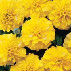 Bonanza™ Yellow Marigold Seeds