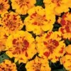Bonanza™ Bolero Marigold Seeds 2 Bonanza™ Bolero Marigold Seeds -Park Seed® Shop 02465 PK 500