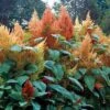 'Autumn's Touch' Amaranthus Seeds -Park Seed® Shop 02479 pk p1