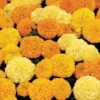 Inca II™ Mix Hybrid Marigold Seeds -Park Seed® Shop 02483