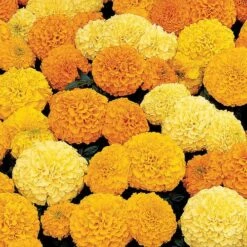 Inca II™ Mix Hybrid Marigold Seeds