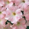 Dreams™ Appleblossom Petunia Seeds 1 Dreams™ Appleblossom Petunia Seeds -Park Seed® Shop 02666 PK P1