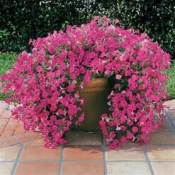 Tidal Wave® Hot Pink Petunia Seeds