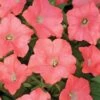 Easy Wave® Coral Reef Petunia Seeds 1 Easy Wave® Coral Reef Petunia Seeds -Park Seed® Shop 03155 PK 100