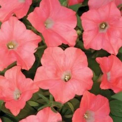 Easy Wave® Coral Reef Petunia Seeds