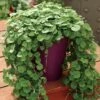 Emerald Falls Dichondra Ground Cover Seeds -Park Seed® Shop 03157 PK 100