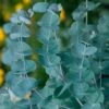Eucalyptus Seeds (P) Pkt Of 50 Seeds -Park Seed® Shop 03179 pk p1