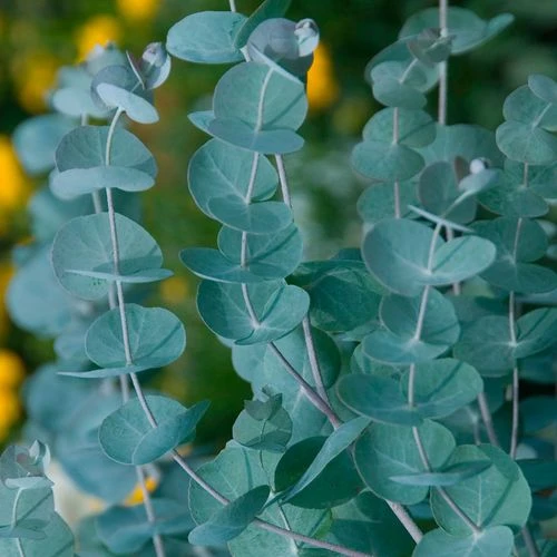 Eucalyptus Seeds (P) Pkt Of 50 Seeds 3 Eucalyptus Seeds (P) Pkt Of 50 Seeds