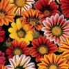 Sunshine Mix Gazania Seeds -Park Seed® Shop 03258 pk p1