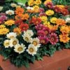 Kiss™ Mix Hybrid Gazania Seeds -Park Seed® Shop 03259 pk 250