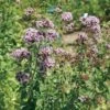 Oregano Seeds -Park Seed® Shop 03580