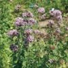 Oregano Seeds (P) Pkt Of 100 Seeds 2 Oregano Seeds (P) Pkt Of 100 Seeds -Park Seed® Shop 03580 pk p1