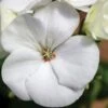 Maverick™ White Hybrid Geranium Seeds -Park Seed® Shop 03631
