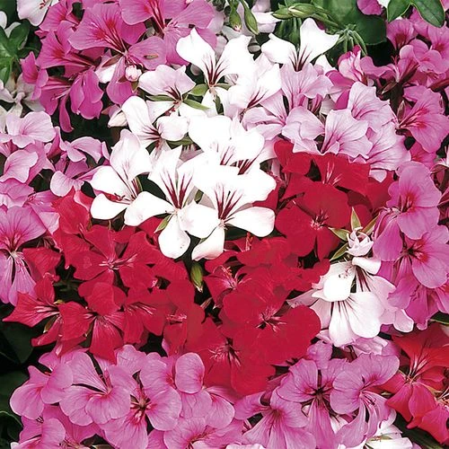 Tornado™ Mix Geranium Seeds 3 Tornado™ Mix Geranium Seeds