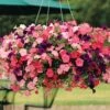 Easy Wave® Beachcomber Mix Petunia Seeds -Park Seed® Shop 03752 pk p1