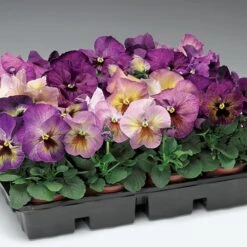 Delta™ Premium Persian Medley Pansy Seeds