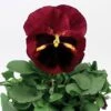 Delta® Classic Tapestry Pansy Seeds -Park Seed® Shop 03913 PK 250