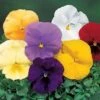 Delta™ Pure Colors Mix Pansy Seeds -Park Seed® Shop 03922 pk p1