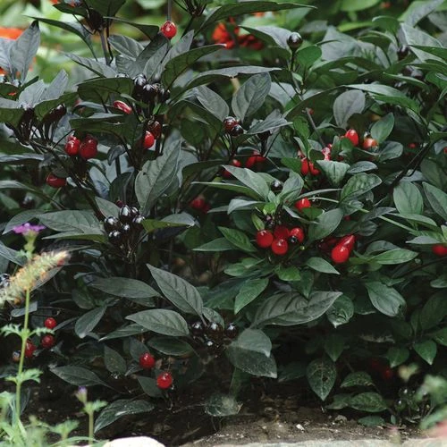 Black Pearl Ornamental Pepper Seeds 3 Black Pearl Ornamental Pepper Seeds